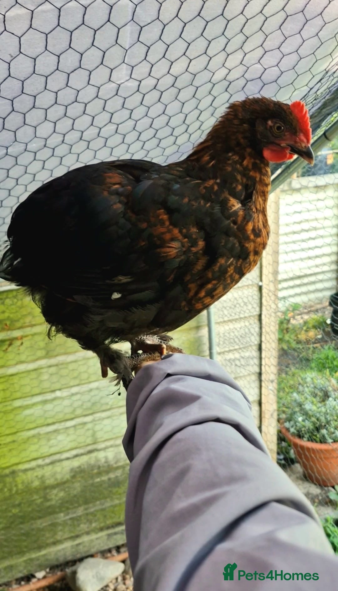 Chickens poultry for sale: Black French Copper Marans - Image 3
