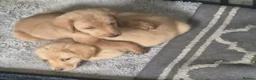 Labradoodle dogs for sale: LABRADOODLE PUPPIES FOR SALE  in Leigh - Advert 5