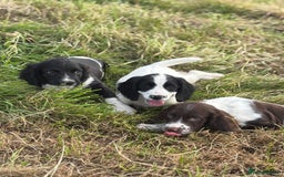 English Springer Spaniel dogs for sale: Stunning DNA Clear KC Springer Spaniel Puppies  - Image 7