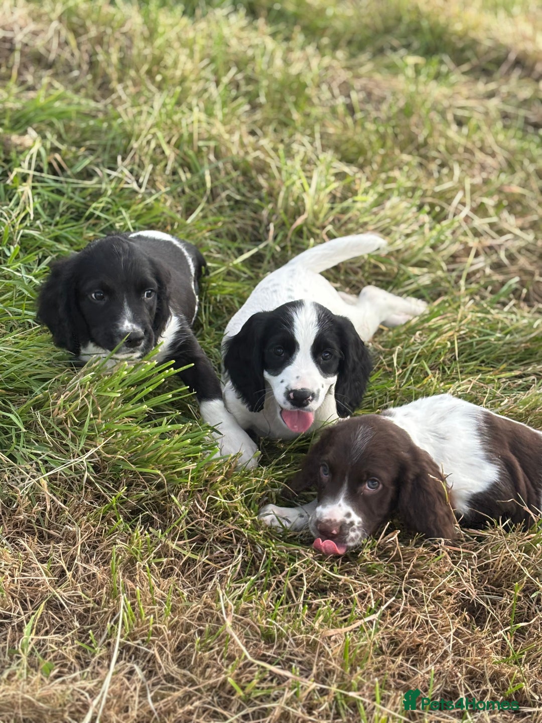 English Springer Spaniel dogs for sale: Stunning DNA Clear KC Springer Spaniel Puppies  - Image 7
