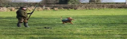 Hungarian Vizsla dogs for sale: High Quality Hungarian Vizsla Puppies - 2 boys - Advert 23