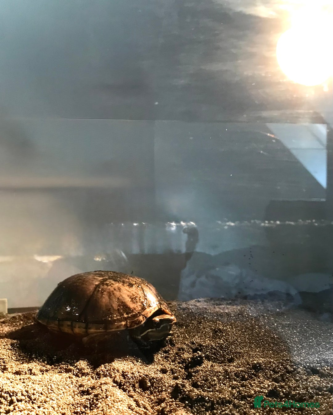 Turtle reptiles for sale: 🐢 Friendly lifelong friend 🐢 - Image 4