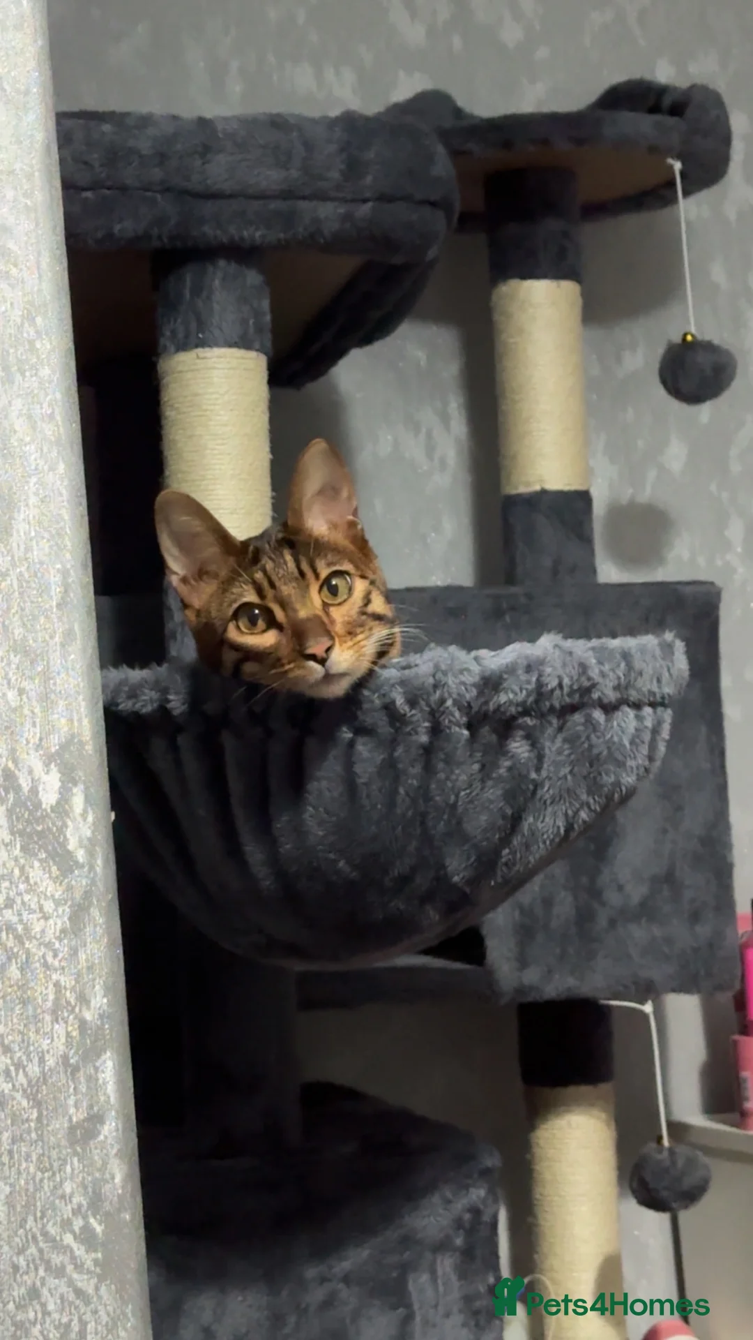 Bengal cats for sale: Bengal Male  - Advert 5