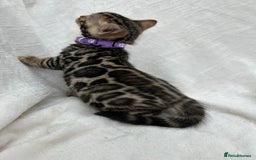 Bengal cats for sale: ❤️ GORGEOUS PURE BENGAL KITTENS ❤️ - Image 22