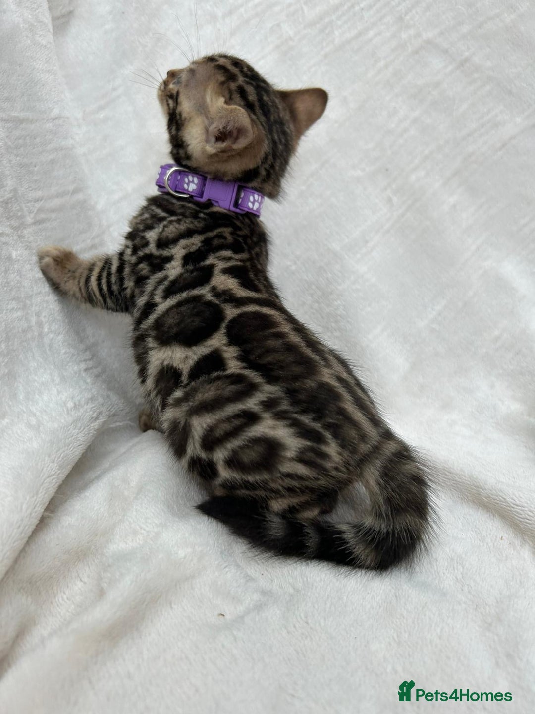 Bengal cats for sale: ❤️ GORGEOUS PURE BENGAL KITTENS ❤️ - Image 22