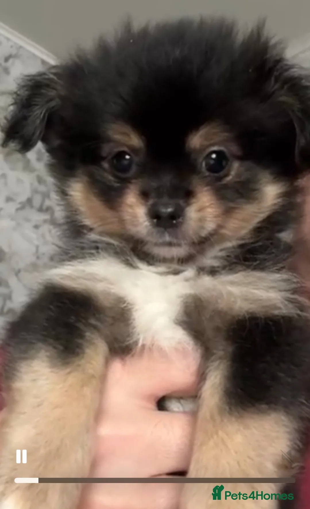 Mixed Breed dogs for sale: A cute little angel of a puppy - Advert 2