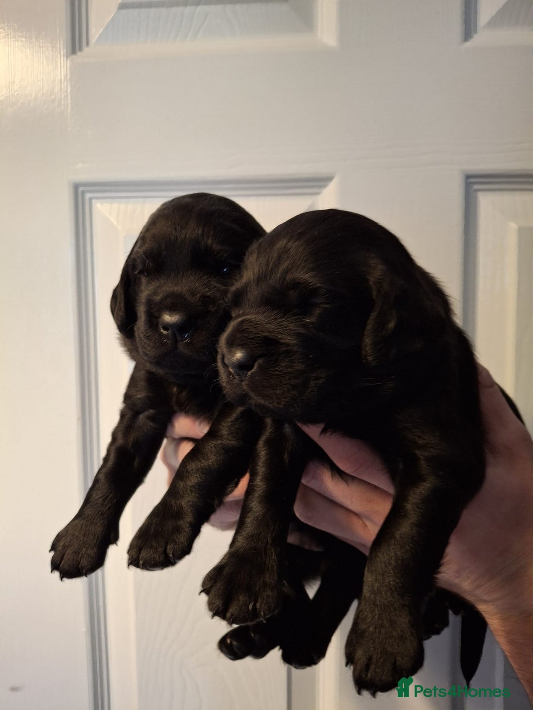 Cockerdor dogs for sale: stunning cockerdors (1left)🐶 5⭐️ licensed breeder - Advert 8