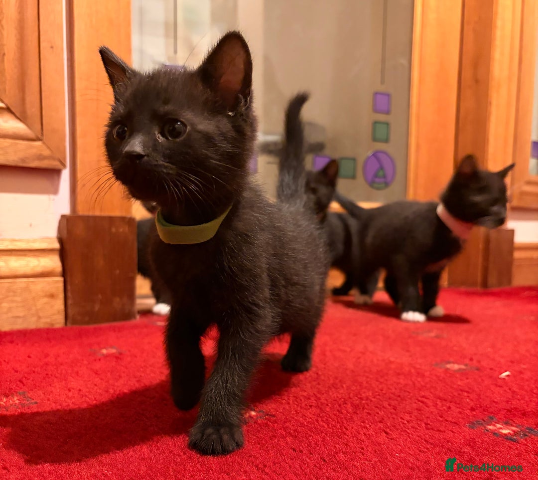 Mixed Breed cats for sale: Gorgeous kittens - Advert 8