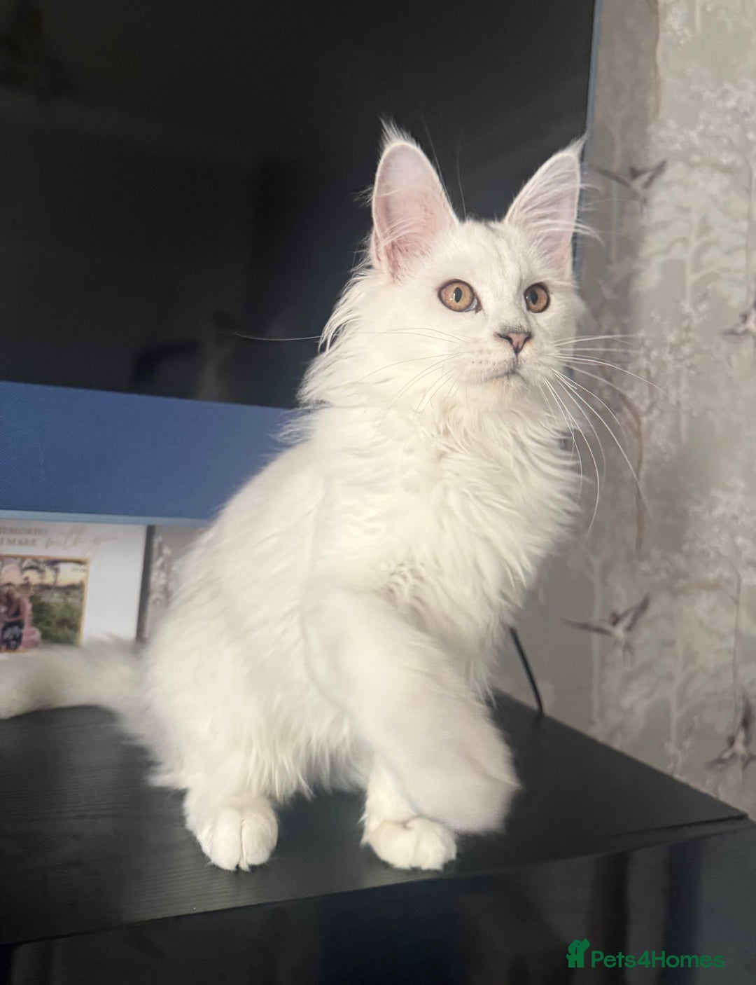 Maine Coon cats for sale: TICA Reg Blue Silver Shaded MaineCoon Kittens  - Advert 17
