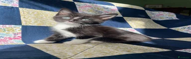Mixed Breed Kitten 1