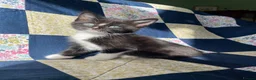 Mixed Breed cats for sale: 2 adorable kittens for sale  - Advert 2