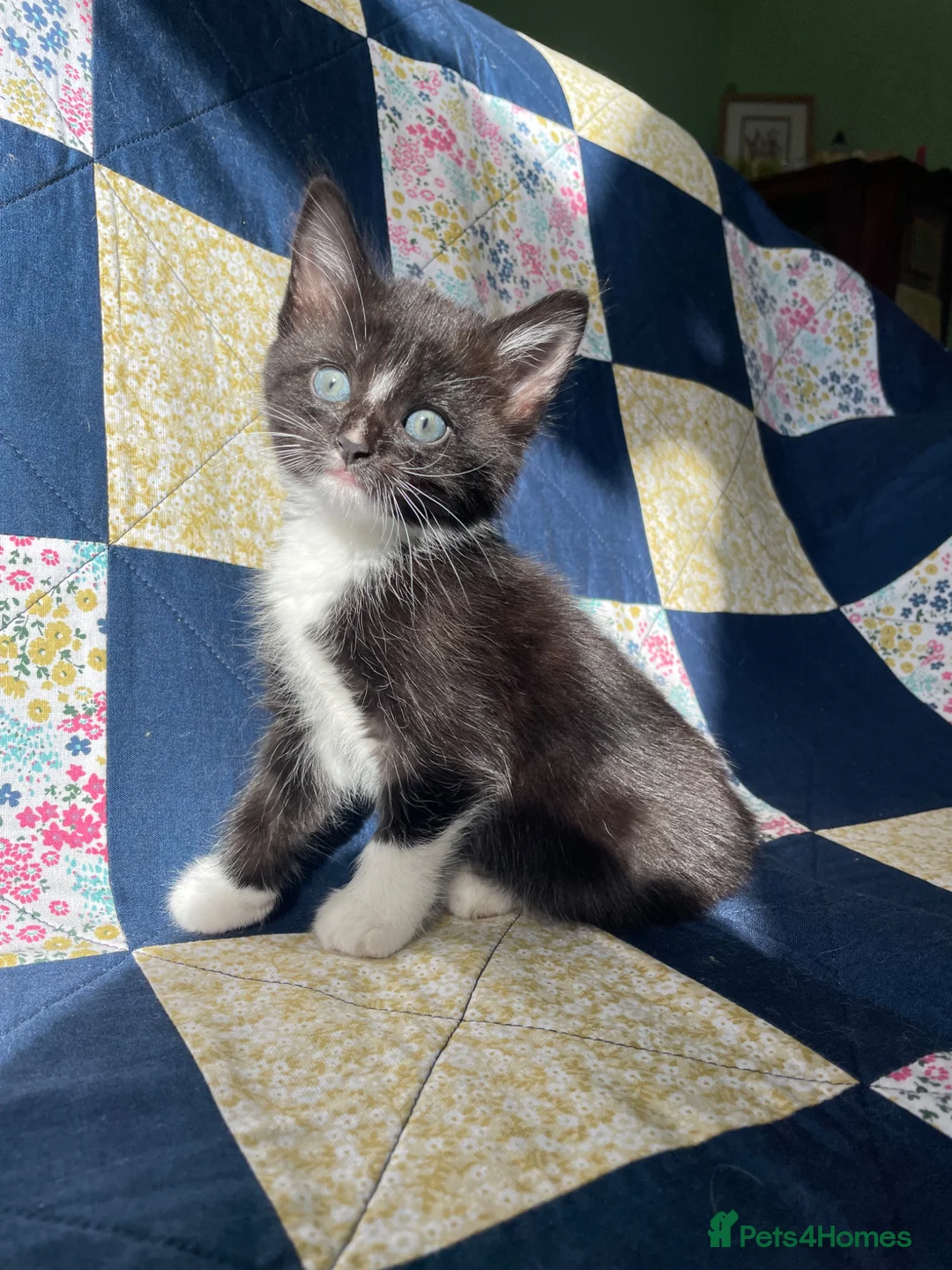 Mixed Breed cats for sale: 2 adorable kittens for sale  - Advert 2
