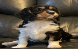 Cavalier King Charles Spaniel dogs for sale: Beautiful cavaliers  - Advert 8