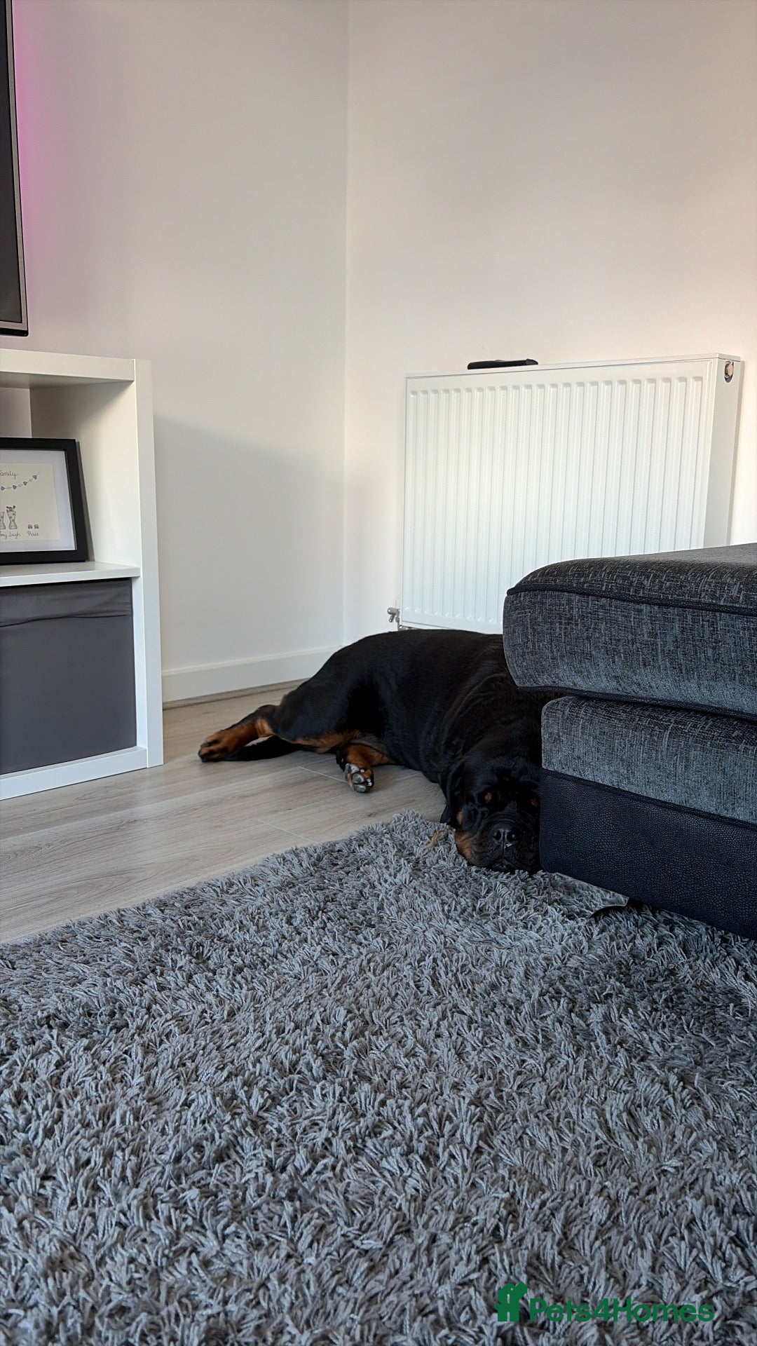 Rottweiler dogs Female Rottweiler  - Advert 6