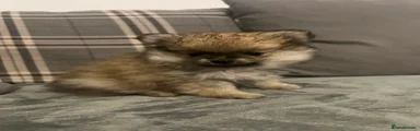 Pomeranian 2