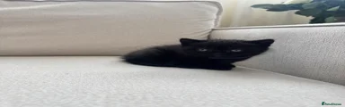 British Shorthair Kitten 1