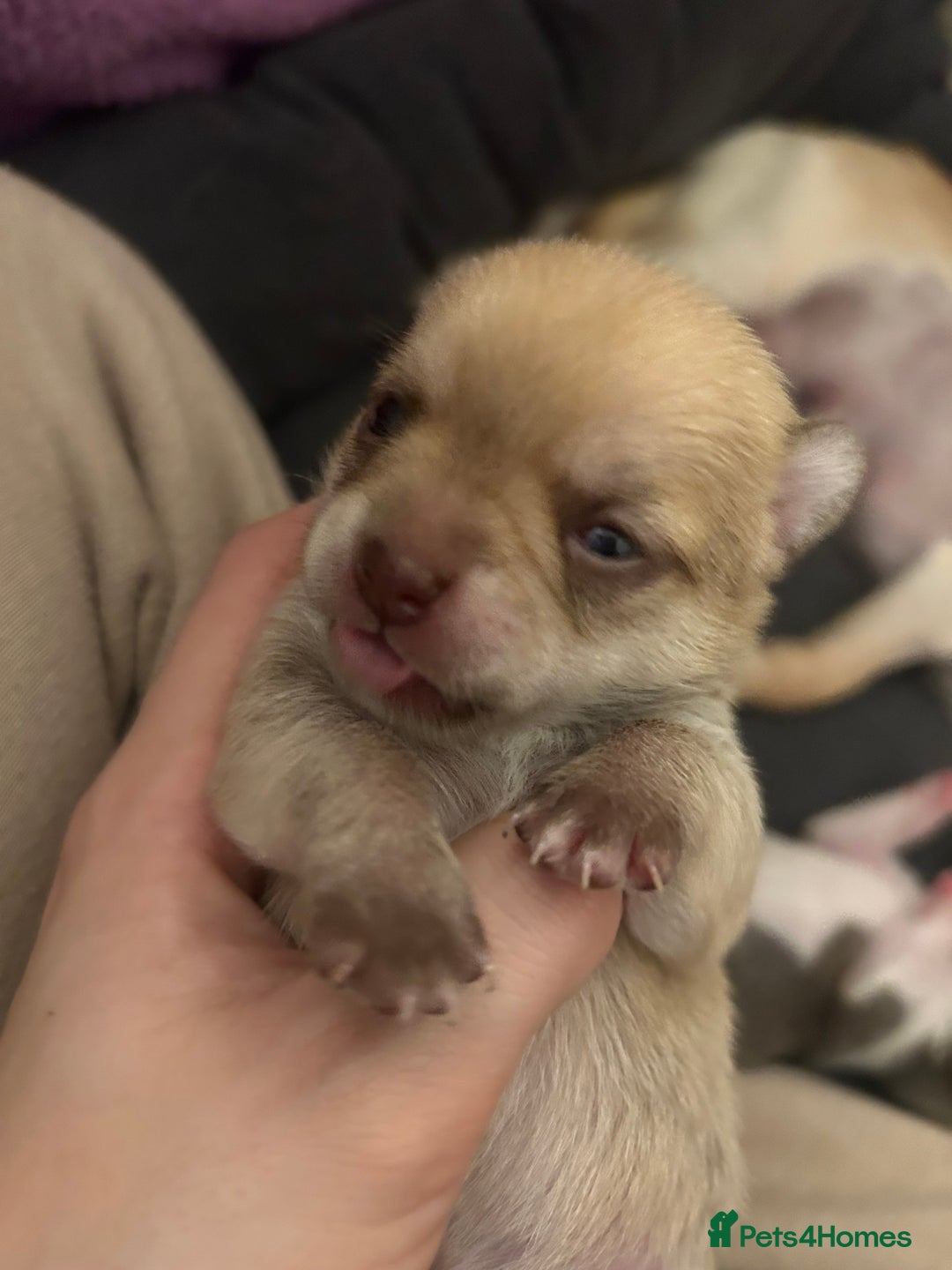 Chihuahua dogs for sale: Stunning smooth coat chihuahua puppies  - Image 11