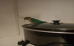 Parakeets birds for sale: Green cheek conure - Image 1