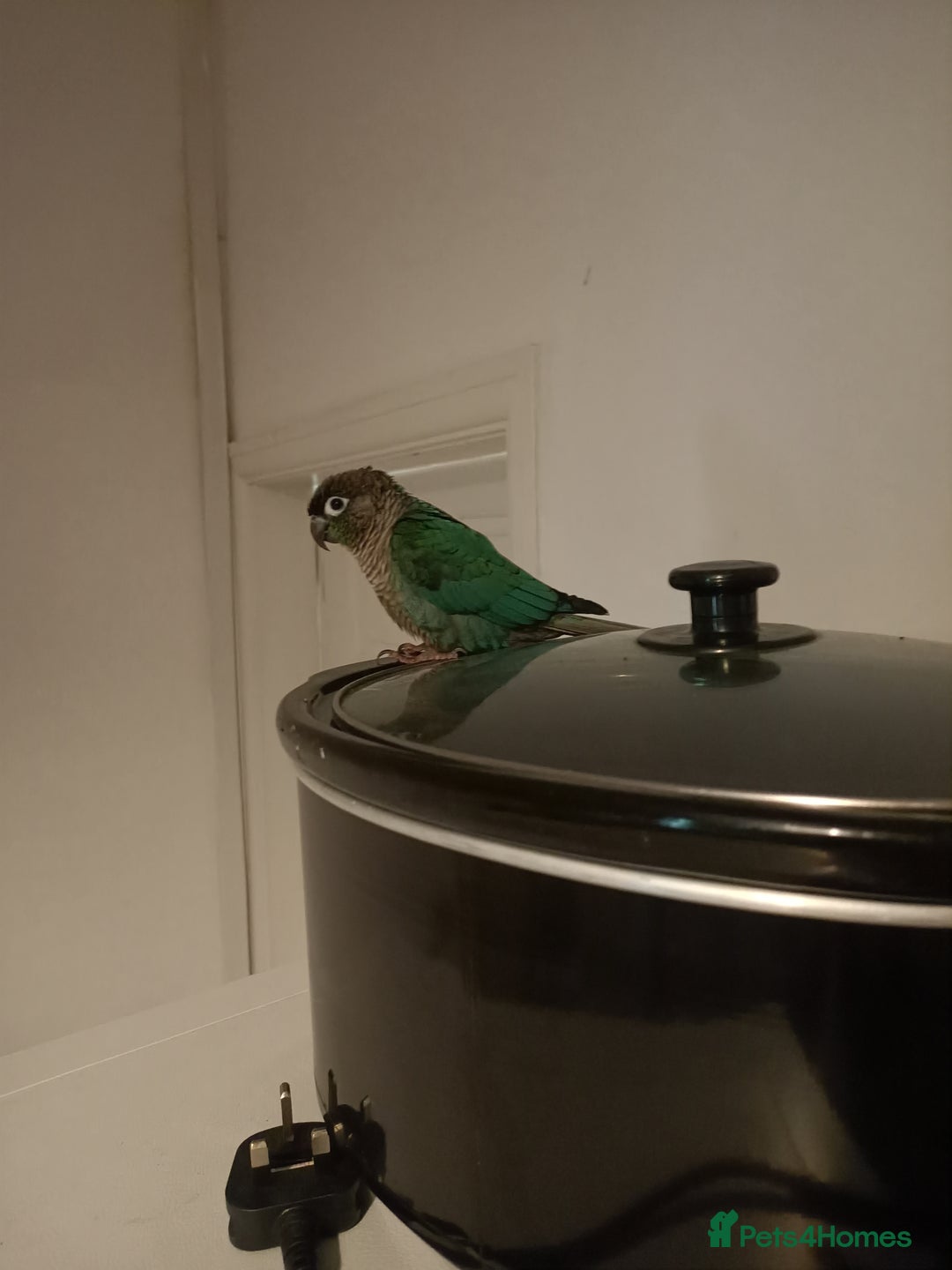 Parakeets birds for sale: Green cheek conure - Image 1