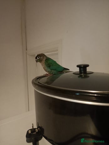 Parakeets birds - Advert 9
