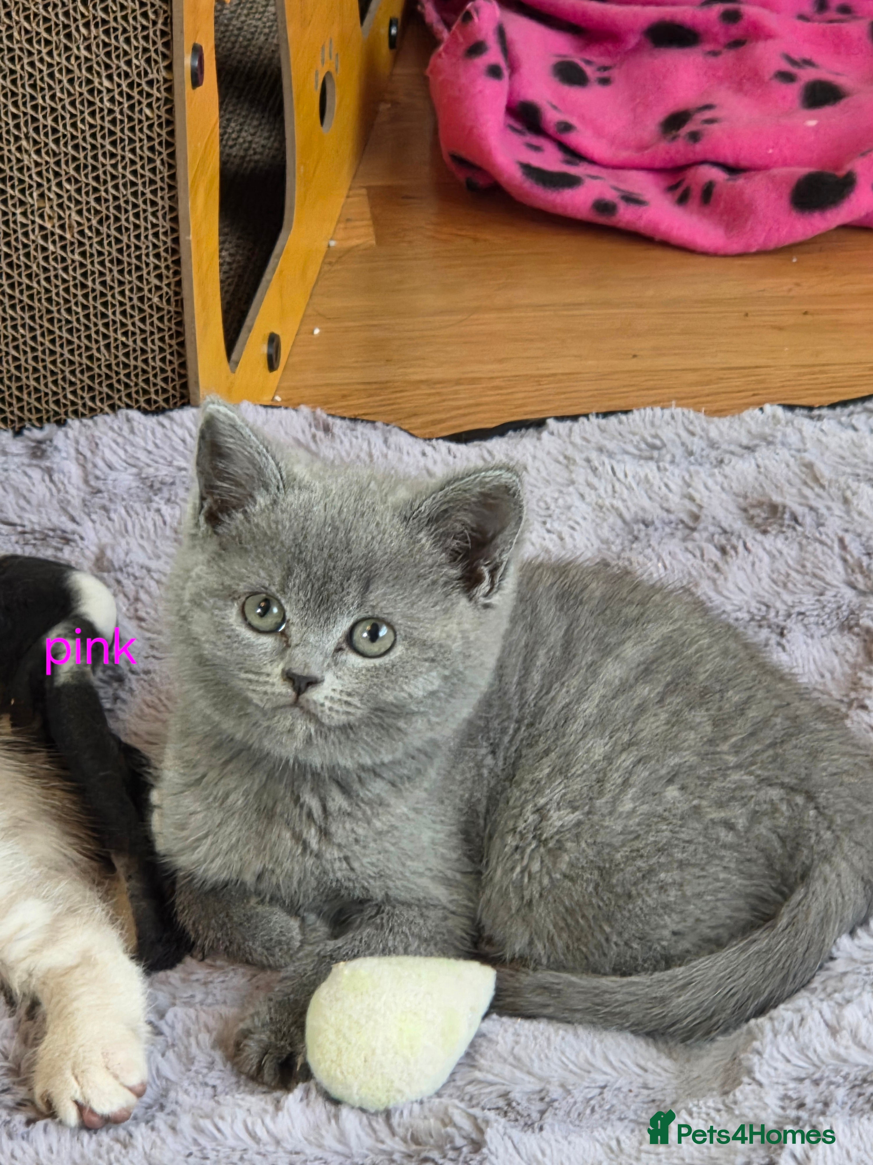 British Shorthair cats British Shorthair Kittens Ready Now – 4 Left - Advert 1