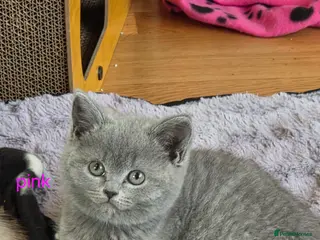 British Shorthair cats British Shorthair Kittens Ready Now – 4 Left - Advert 1