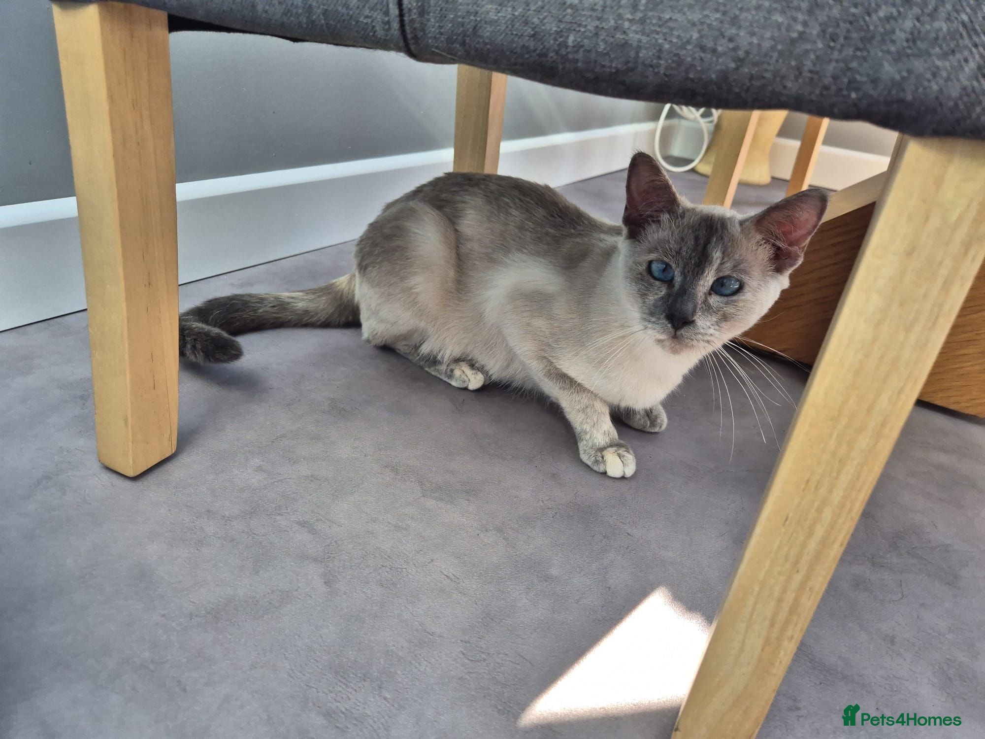 Mixed Breed cats Ragdoll x Siamese baby girl - Advert 1