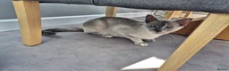 Mixed Breed cats for sale: Ragdoll x Siamese baby girl - Advert 1