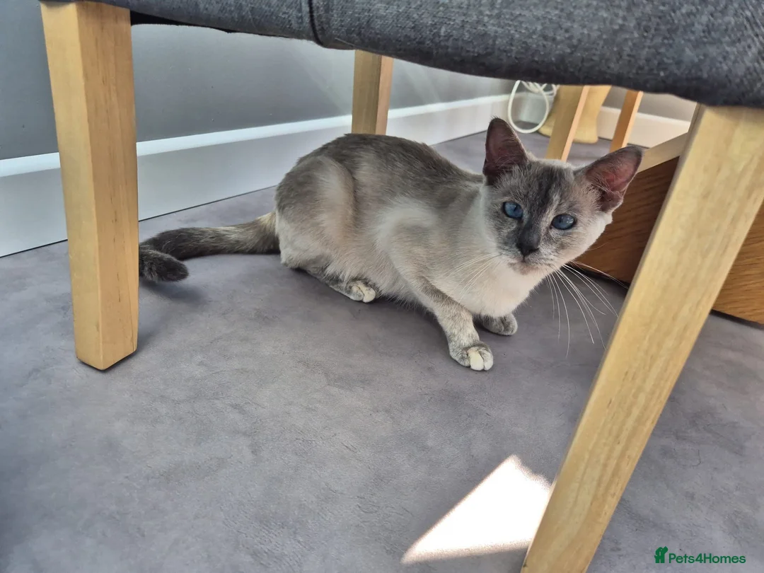 Mixed Breed cats for sale: Ragdoll x Siamese baby girl - Advert 1