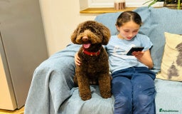 Labradoodle dogs for sale:  Mini toy labradoodle needing a new home  - Image 20