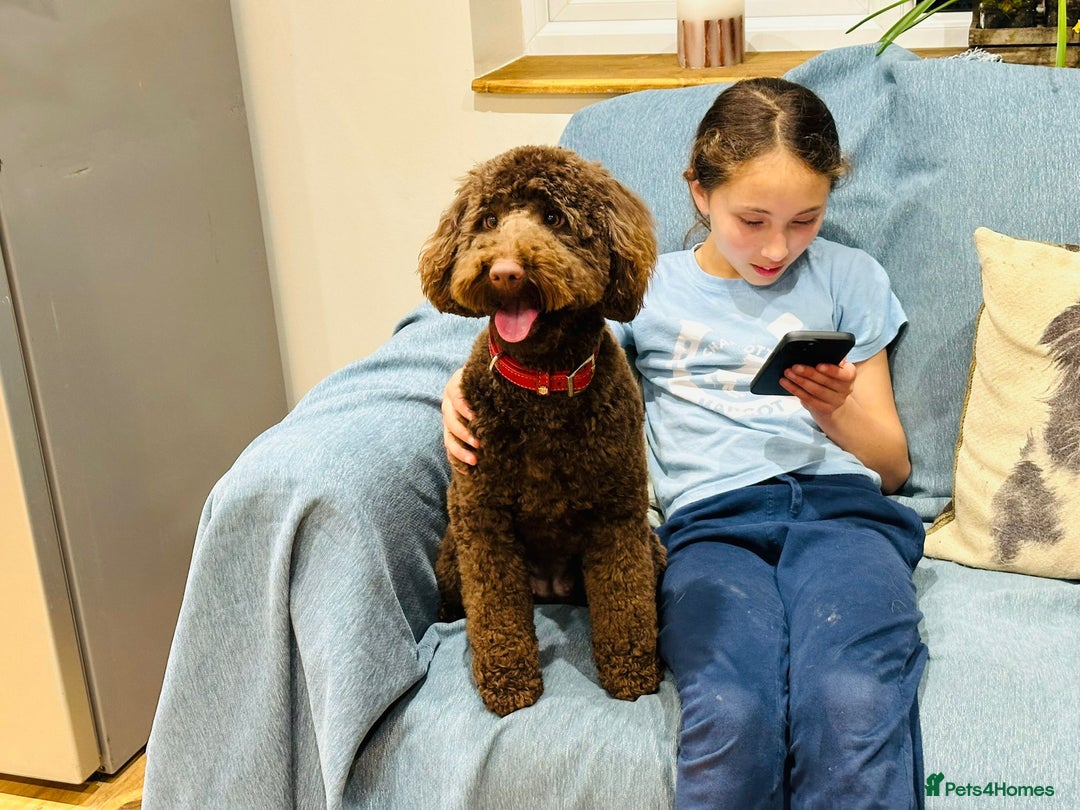 Labradoodle dogs for sale:  Mini toy labradoodle needing a new home  - Image 20