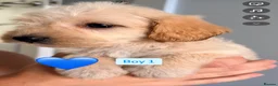 Mixed Breed dogs for sale: Cavapoochon x puppies  in Battle - Advert 8