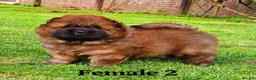 Chow Chow dogs for sale: Crufts and European champions litter  - Advert 23