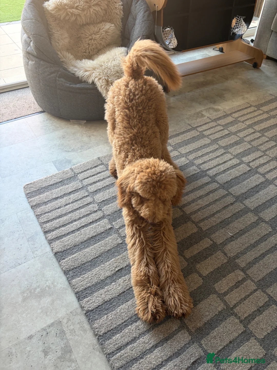 Standard Poodle dogs for sale: Standard poodle  - Advert 2