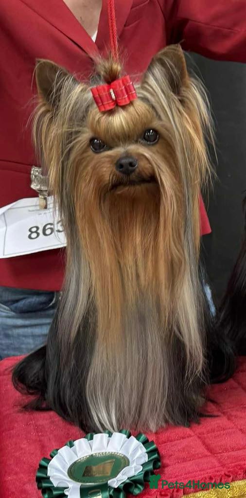 Yorkshire Terrier dogs KC REG UK Champion 🏆Yorkshire terrier for STUD in Kettering - Advert 1
