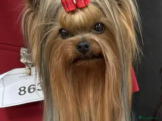 Yorkshire Terrier dogs KC REG UK Champion 🏆Yorkshire terrier for STUD in Kettering - Advert 1