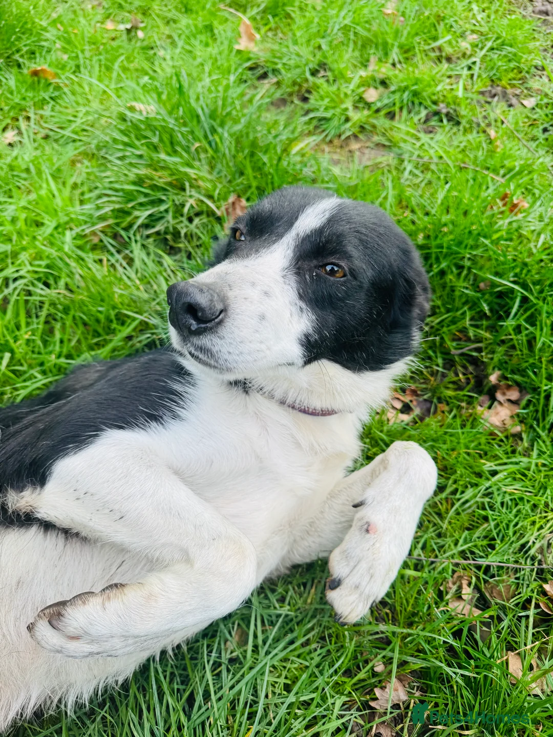 Border Collie dogs for sale: Lovely Border Collie Female To Rehome - Advert 6