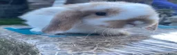 Mini Lop rabbits for sale: Mini Lop baby bunnies  - Advert 2