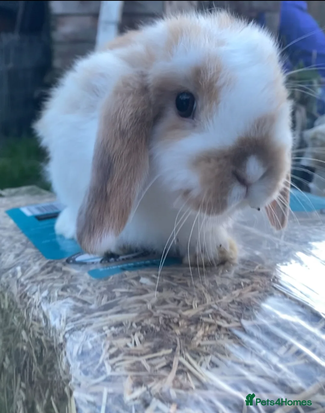 Mini Lop rabbits for sale: Mini Lop baby bunnies  - Advert 2