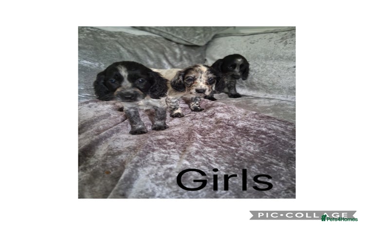 Cocker Spaniel dogs - Advert 9