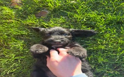 Mixed Breed dogs for sale: Bedlington cross cocker spaniel puppies  - Image 8