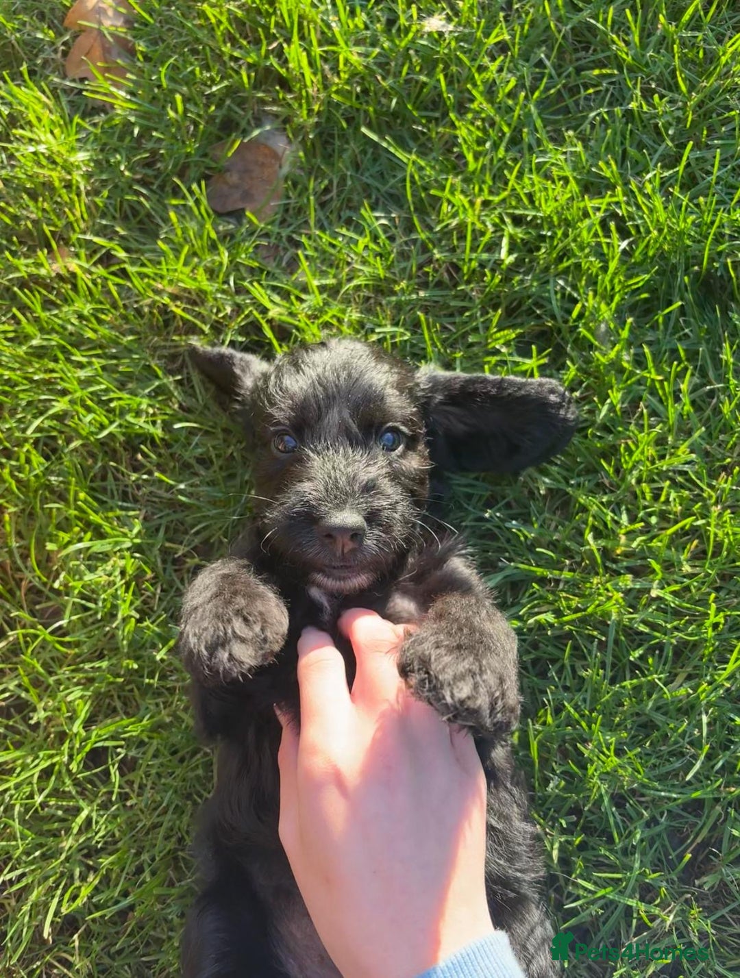 Mixed Breed dogs for sale: Bedlington cross cocker spaniel puppies  - Image 8