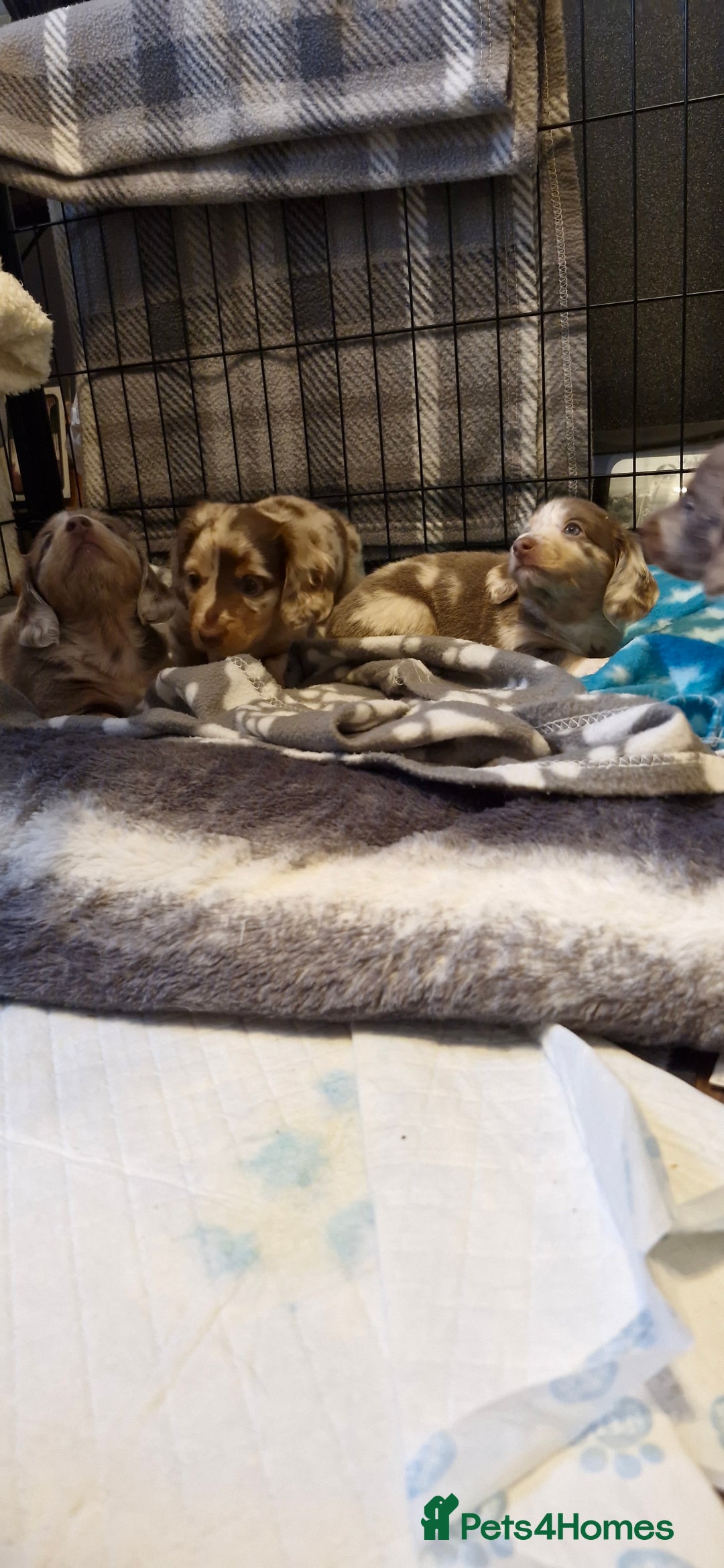 Miniature Dachshund dogs for sale: Longhaired miniature dachshunds  - Image 5