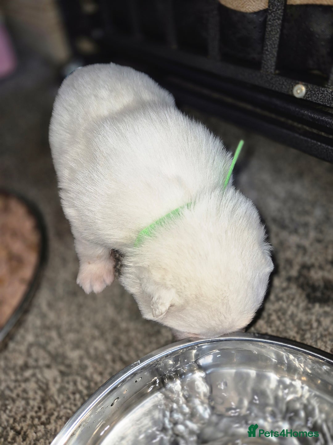 Samoyed dogs for sale: Samoyed puppies - can leave anytime from 23rd  - Advert 17