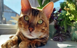 Bengal cats for sale: STUNNING PEDIGREE BENGAL KITTENS  - Image 19