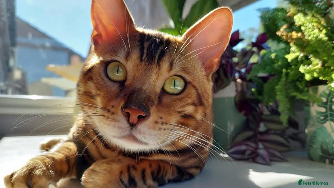 Bengal cats for sale: STUNNING PEDIGREE BENGAL KITTENS  - Image 19