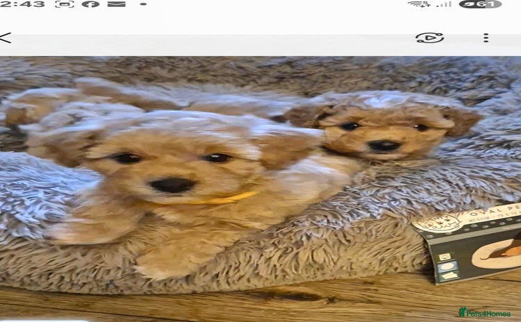 Mixed Breed dogs - Advert 6