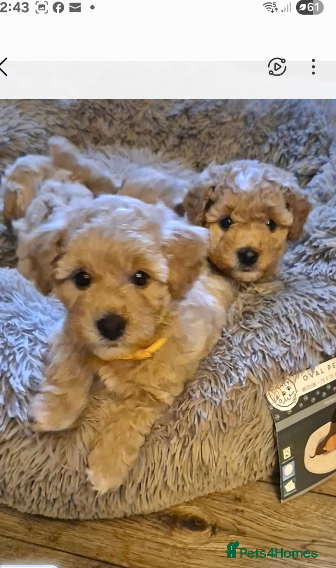 Mixed Breed dogs for sale: ❤️ STUNNING WESTIEPOO PUPS ❤️ - Image 9