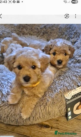 Mixed Breed dogs - Advert 7