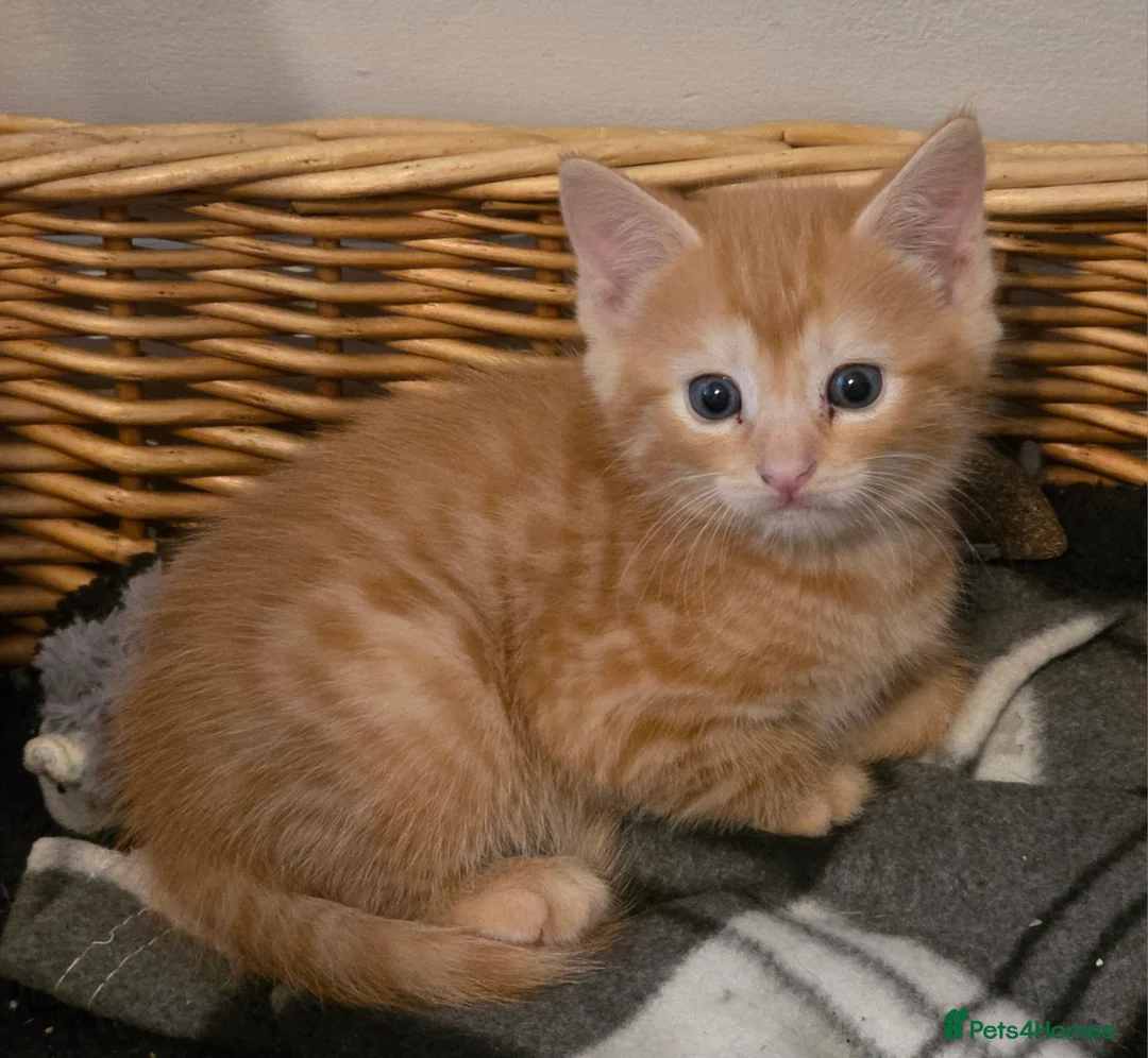 Mixed Breed cats for sale: Gorgeous kittens, 1 female ginger kitten - Advert 2